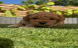Caniche Toy perros en venta: CANICHE TOY MACHO - Imagen 19