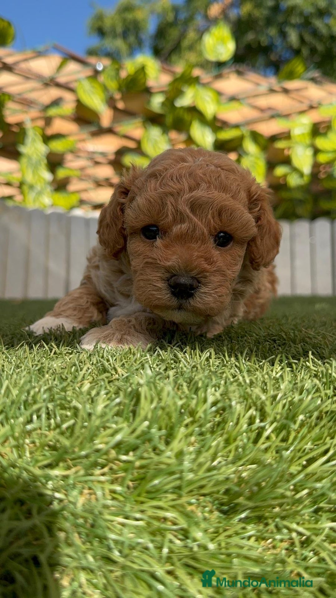 Caniche Toy perros en venta: CANICHE TOY MACHO - Imagen 19