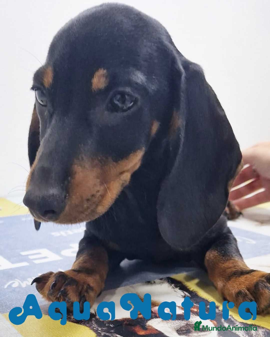 Teckel perros Teckel Hembra 9972 - AQUANATURA en Barcelona - Anuncio 2