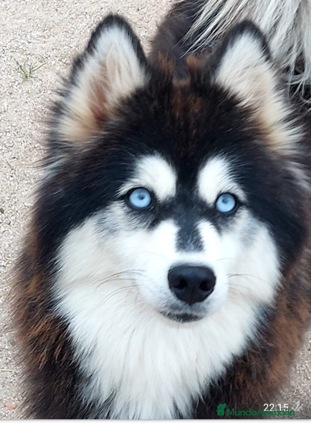 Pomsky perros en venta: Hembra pomsky ( mini husky) - Anuncio 2