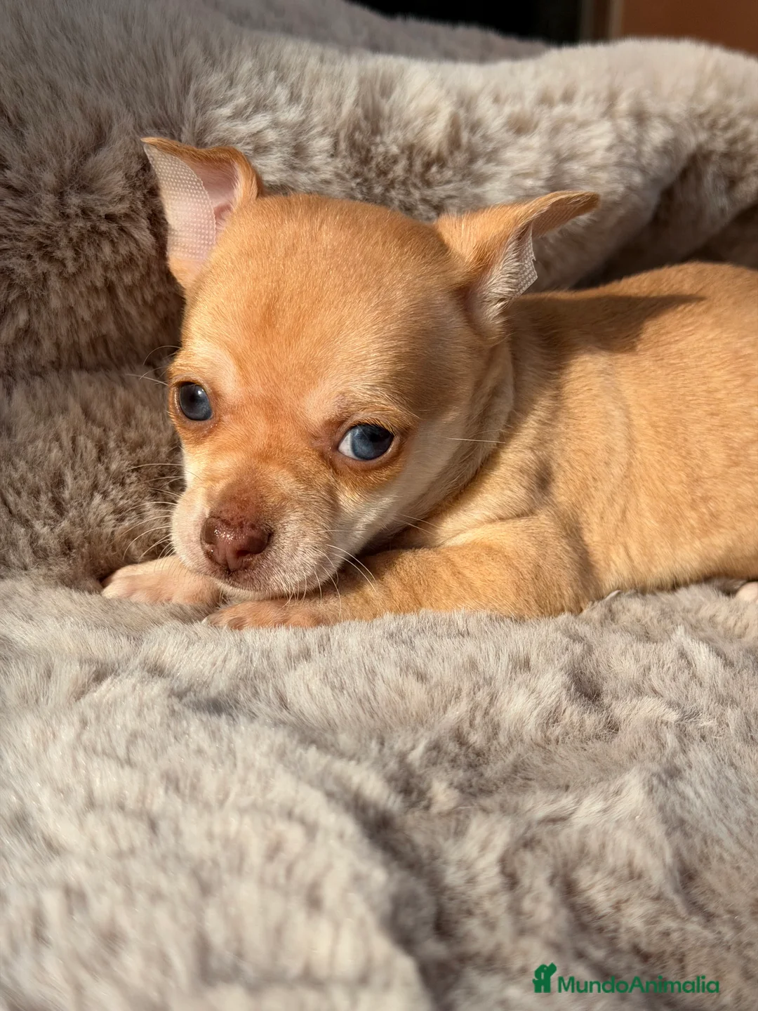 Chihuahua perros en venta: Chihuahua ojos claros  - Anuncio 2