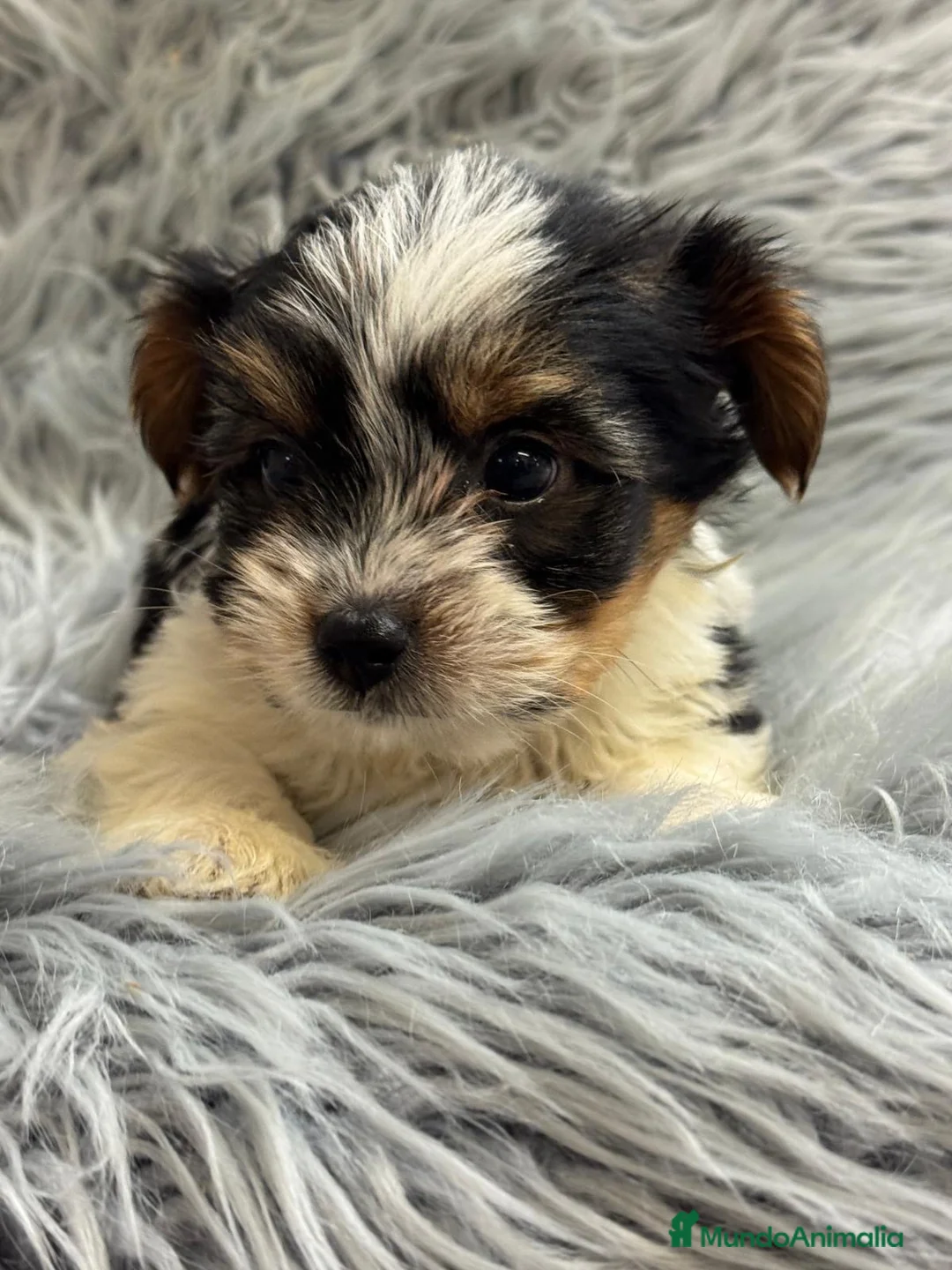 Biewer Yorkshire Terrier a la Pom Pon perros en venta: Camada preciosos Biewer  - Anuncio 8