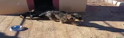 Raza Mixta perros en venta: Teckel x Bodeguero  - Anuncio 1