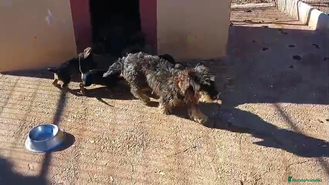 Raza Mixta perros en venta: Teckel x Bodeguero  - Anuncio 1