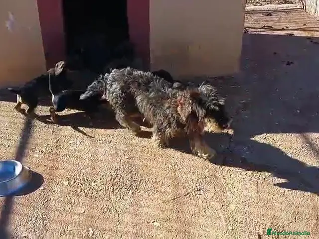 Raza Mixta perros en venta: Teckel x Bodeguero - Anuncio 2