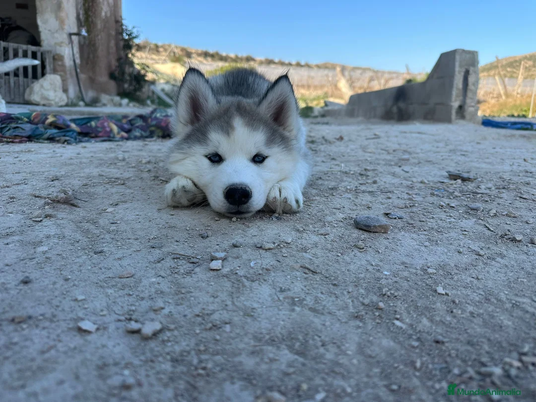Husky Siberiano perros en venta: Husky gris blanco  - Anuncio 2