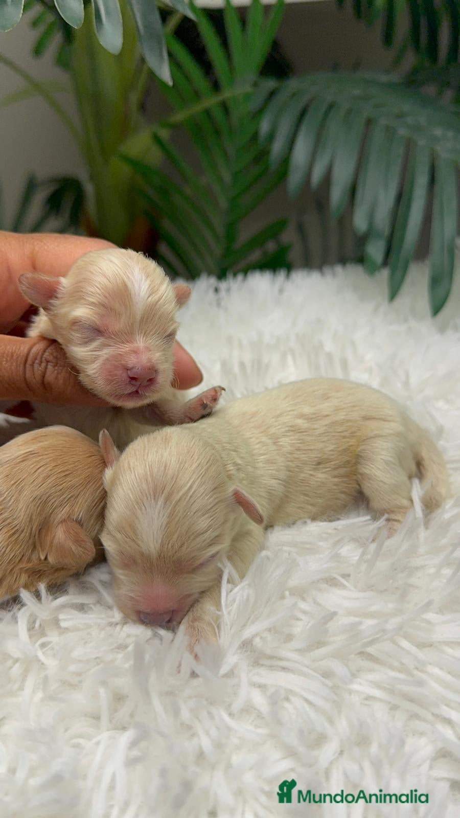 Maltipoo perros MALTIPOO - Anuncio 1