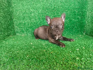 Bulldog Francés perros Bulldog francés - Anuncio 2