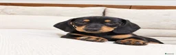 Chihuahua perros en venta: Impresionantes teckel canichen kanichen - Anuncio 6