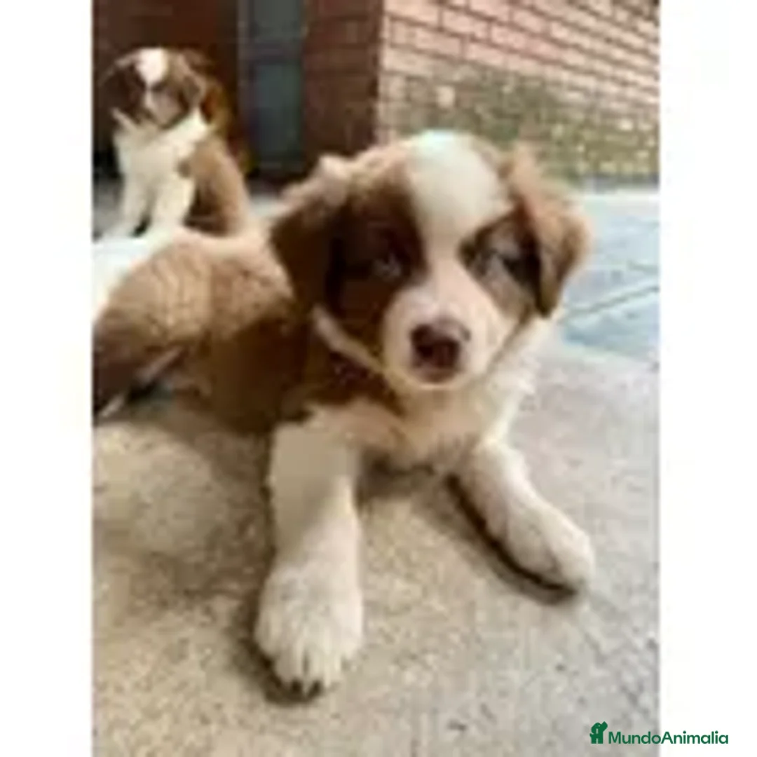 Border Collie perros en venta: BORDER COLLIE PUPPY. - Anuncio 1