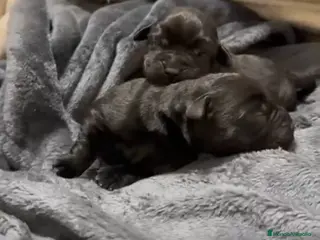 Labrador Retriever perros Cachorros de labrador 601144783 - Anuncio 1