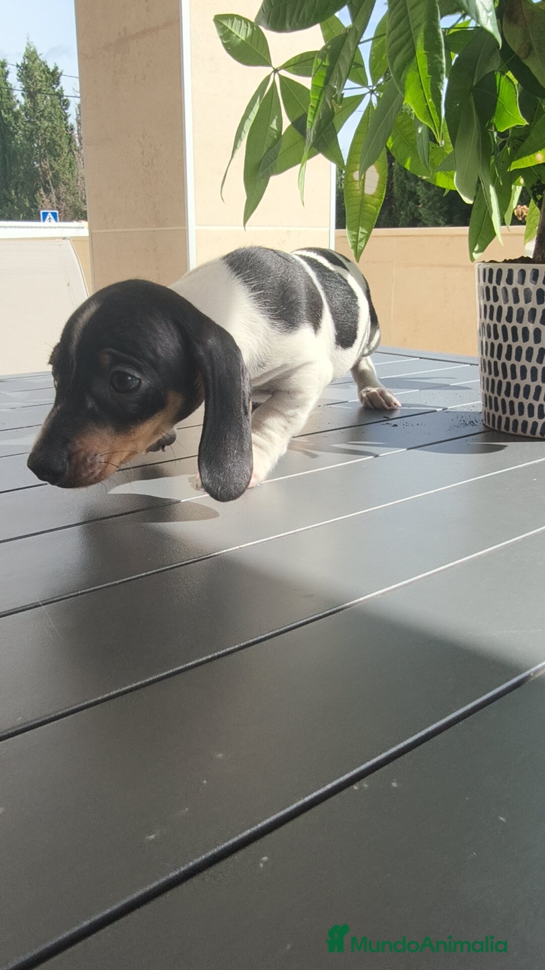 Teckel Miniatura perros en venta: Teckel pielbad mini ♂️ - Imagen 11