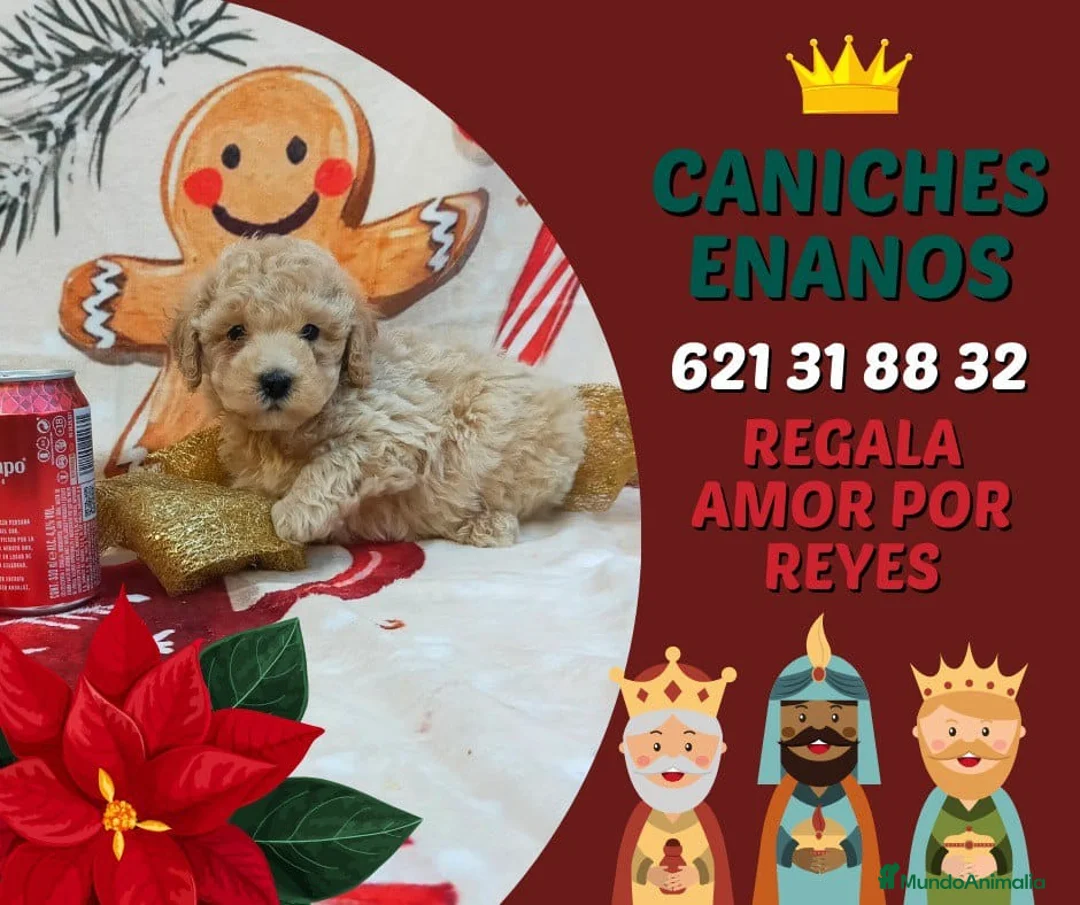 Caniche Toy perros en venta: PRECIOSOS CANICHE  ROJO LINEA TOY - Anuncio 21