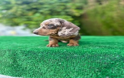 Teckel Miniatura perros en venta: teckel arlequin chocolate  - Imagen 5