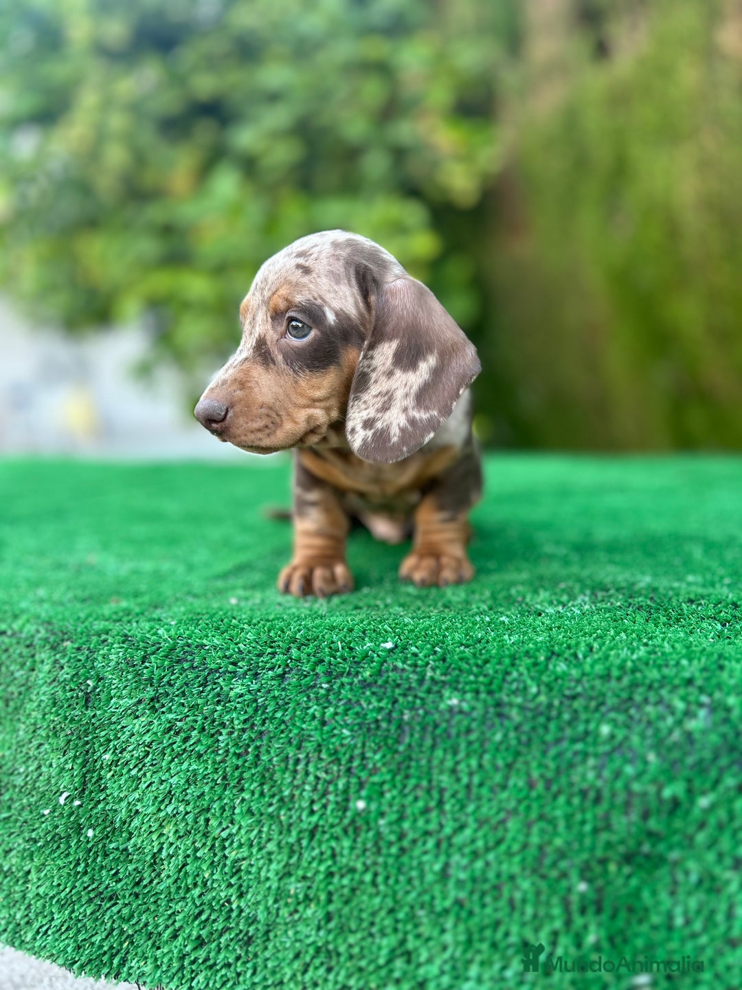 Teckel Miniatura perros en venta: teckel arlequin chocolate  - Imagen 5