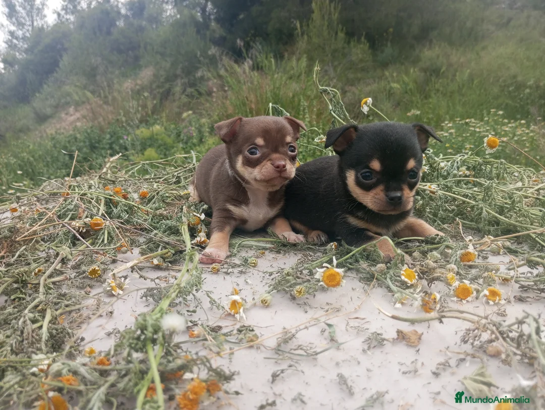 Chihuahua perros en venta: CHIHUAHUAS CABEZA DE MANZANA  - Anuncio 1