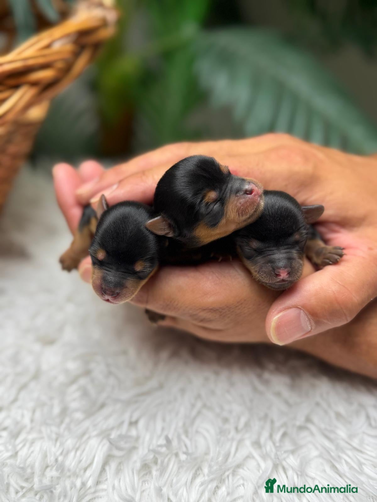 Yorkshire Terrier perros en venta: YORKSHIRE TERRIER - Anuncio 12