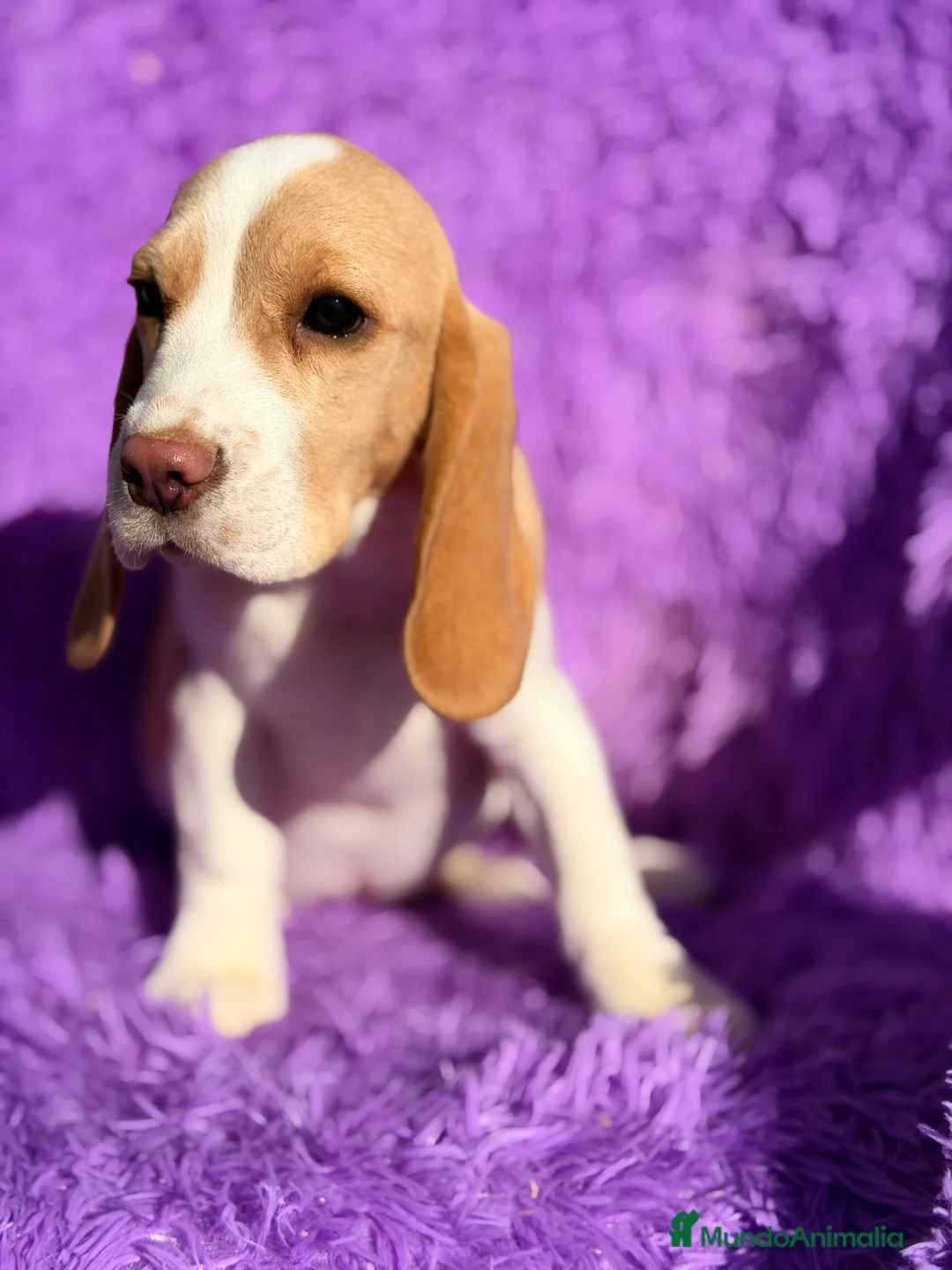 Beagle perros en venta: Beagle hembra limón   - Anuncio 4