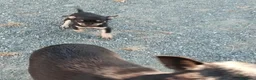 Chihuahua perros en venta: Cachorros de chihuahua mini Toy  - Anuncio 5