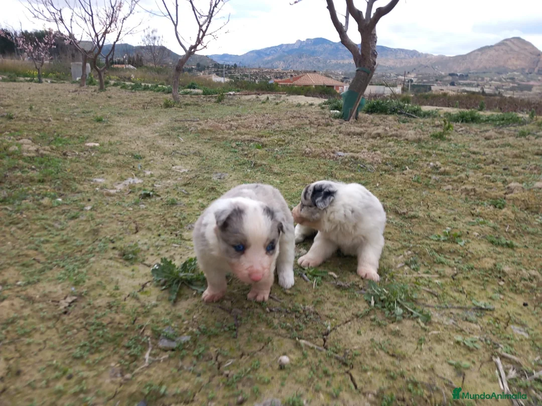 Border Collie perros en venta: Border collie blue merle y tricolor  - Anuncio 6