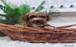 Caniche Toy perros en venta: CANICHE TOY MACHO - Imagen 11