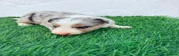Border Collie perros en venta: Border Collie tri merle blue choco - Anuncio 13