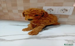 Caniche Enano perros en venta: Caniche pimentón y apricot  - Imagen 9