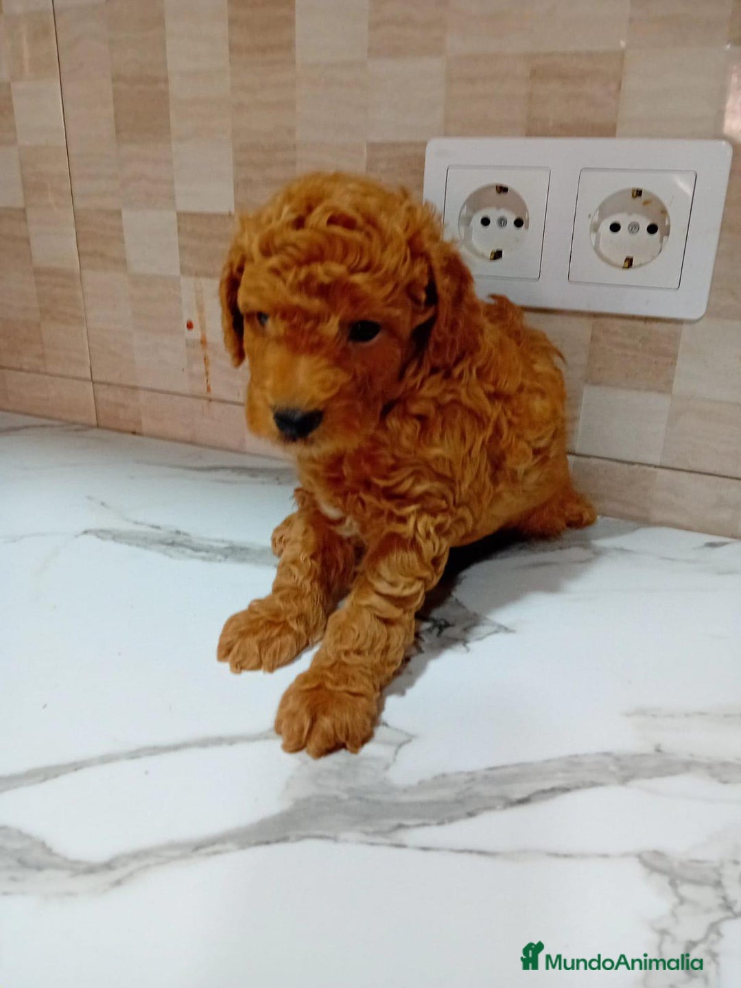Caniche Enano perros en venta: Caniche pimentón y apricot  - Imagen 9
