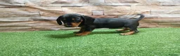 Teckel Miniatura perros en venta: TECKEL MINI - Anuncio 4