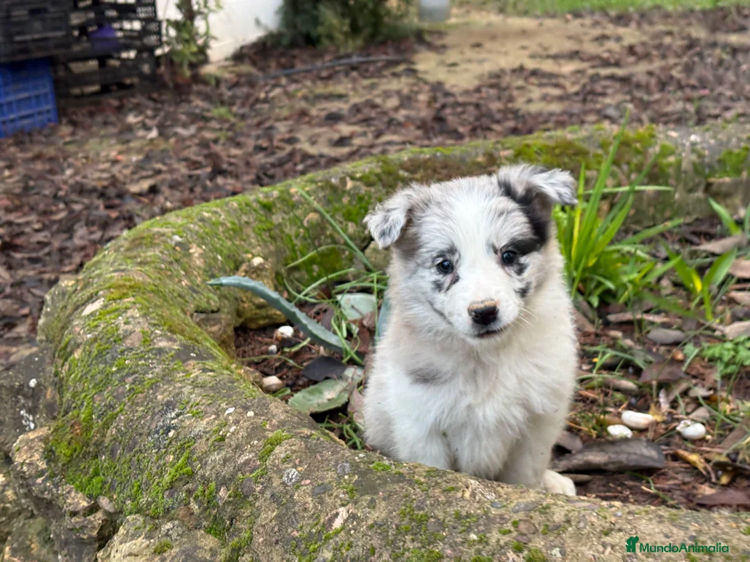 Border Collie perros en venta: 🐾 Preciosos Border Collie con pedigree 🐾 - Anuncio 3