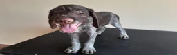 Braco Alemán de Pelo Duro perros en venta: Cachorros de DRAHTHAAR  - Anuncio 3