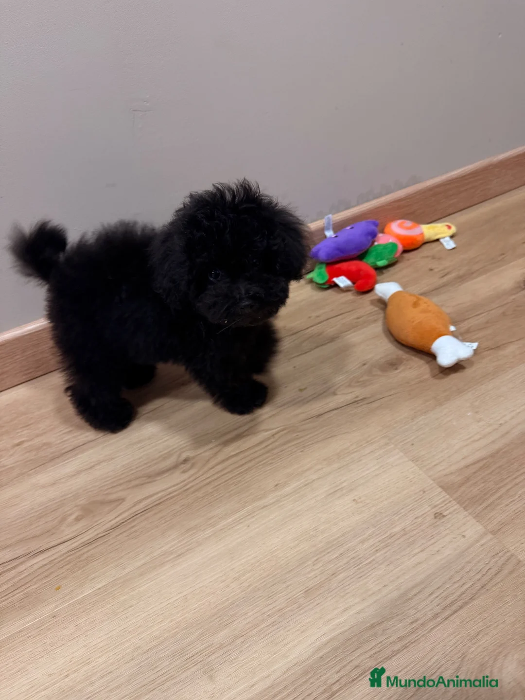 Caniche Toy perros en venta: Machito de caniche Toy  - Anuncio 4