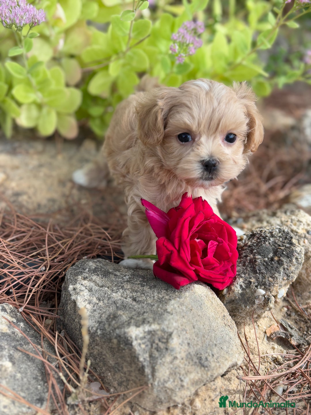 Maltipoo perros en venta: Maltipoo de caramelo hembras  - Imagen 4
