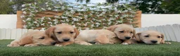 Labrador Retriever perros en venta: LABRADOR RETRIEVER - Anuncio 18