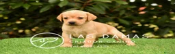 Labrador Retriever perros en venta: Labrador retriever dorado - Anuncio 2