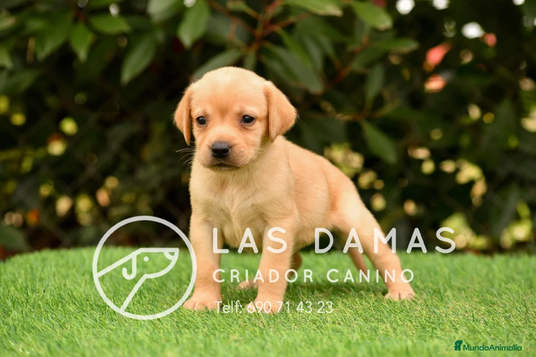 Labrador Retriever perros en venta: Labrador retriever dorado - Anuncio 2