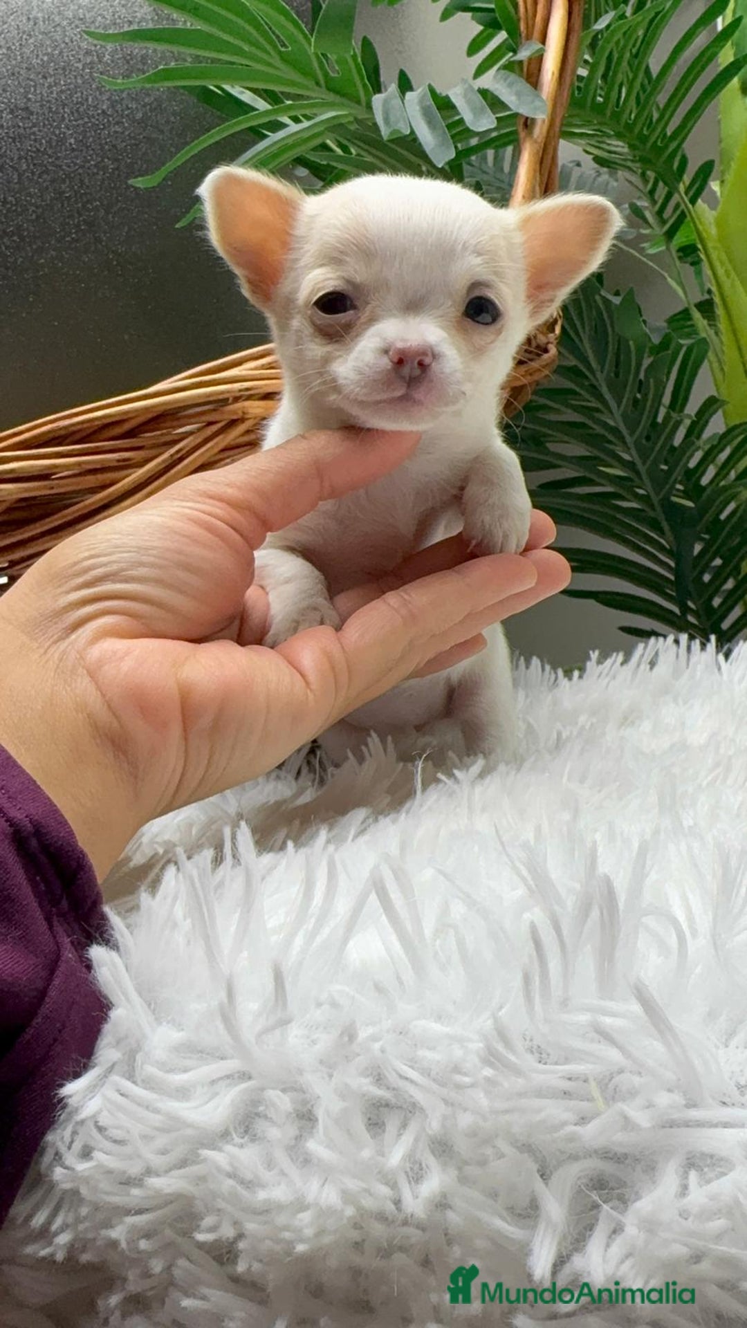 Chihuahua perros en venta: CHIHUAHUA  - Anuncio 16