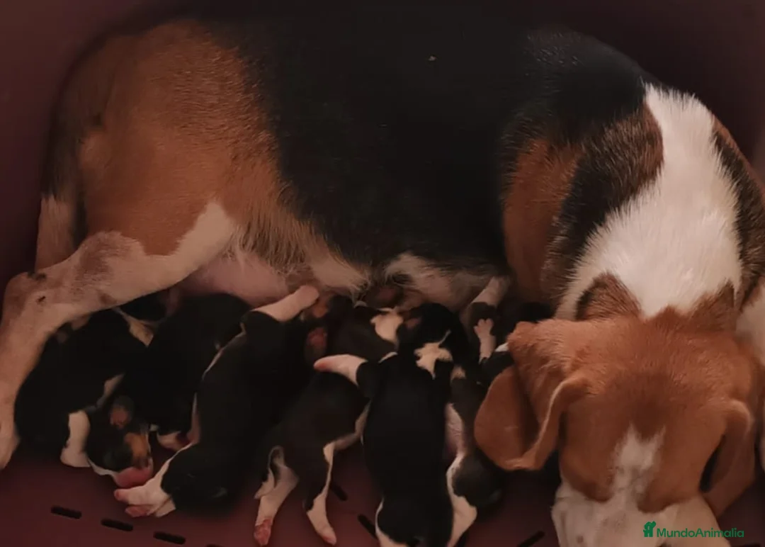 Beagle perros en venta: Beagle tricolor  en Barcelona - Anuncio 7