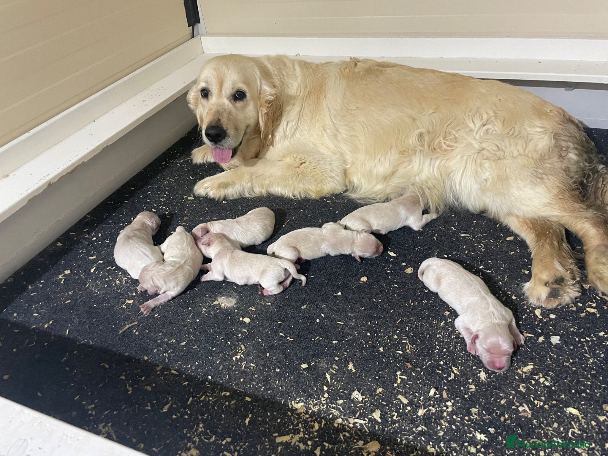 Golden Retriever perros en venta: Cachorros golden con pedigree  - Anuncio 4