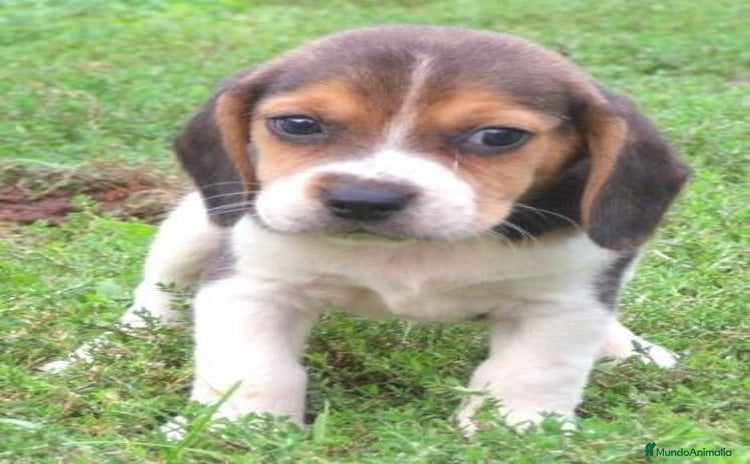 Beagle perros - Anuncio 2