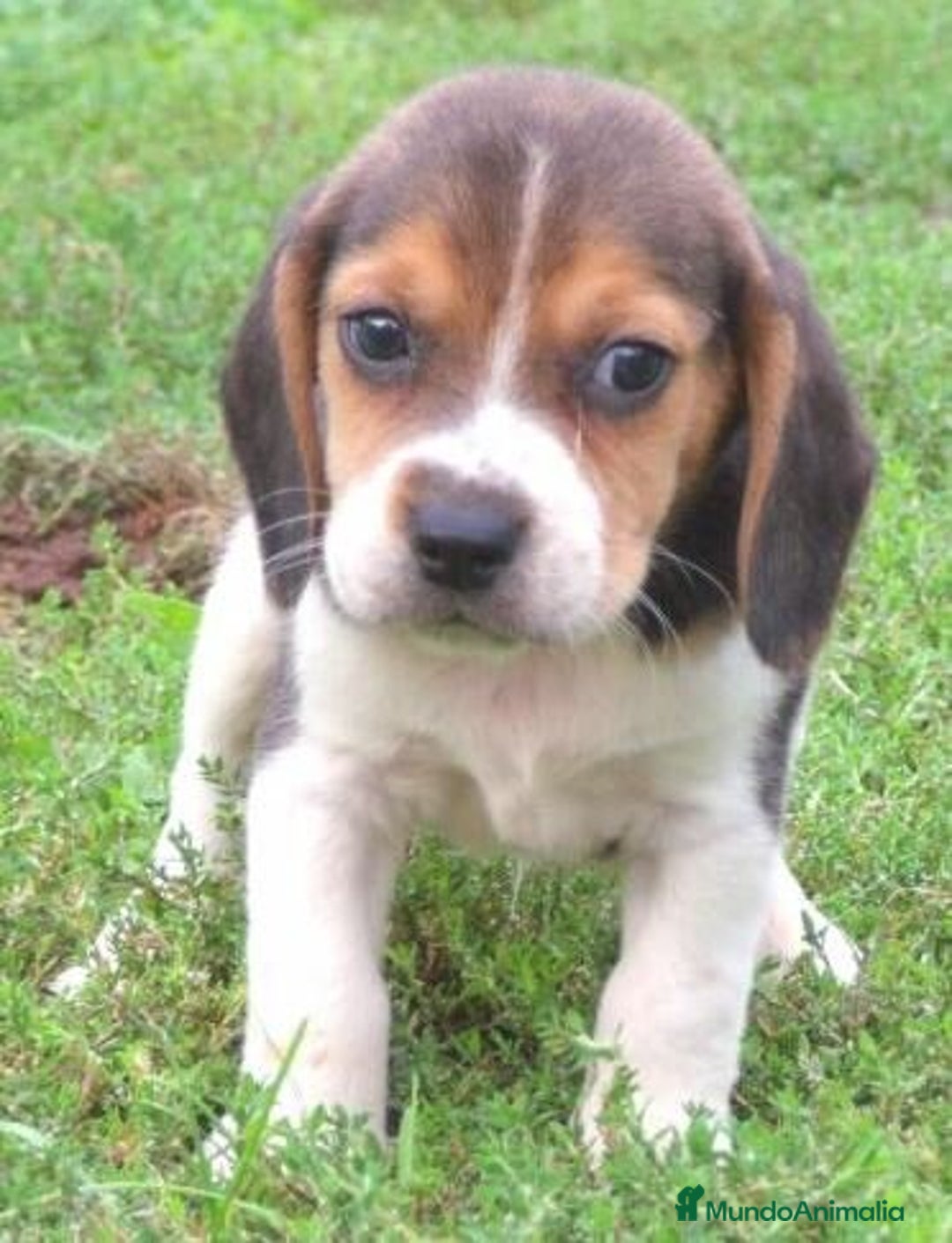 Beagle perros en venta: Dulce bebé de Beagle - Imagen 1