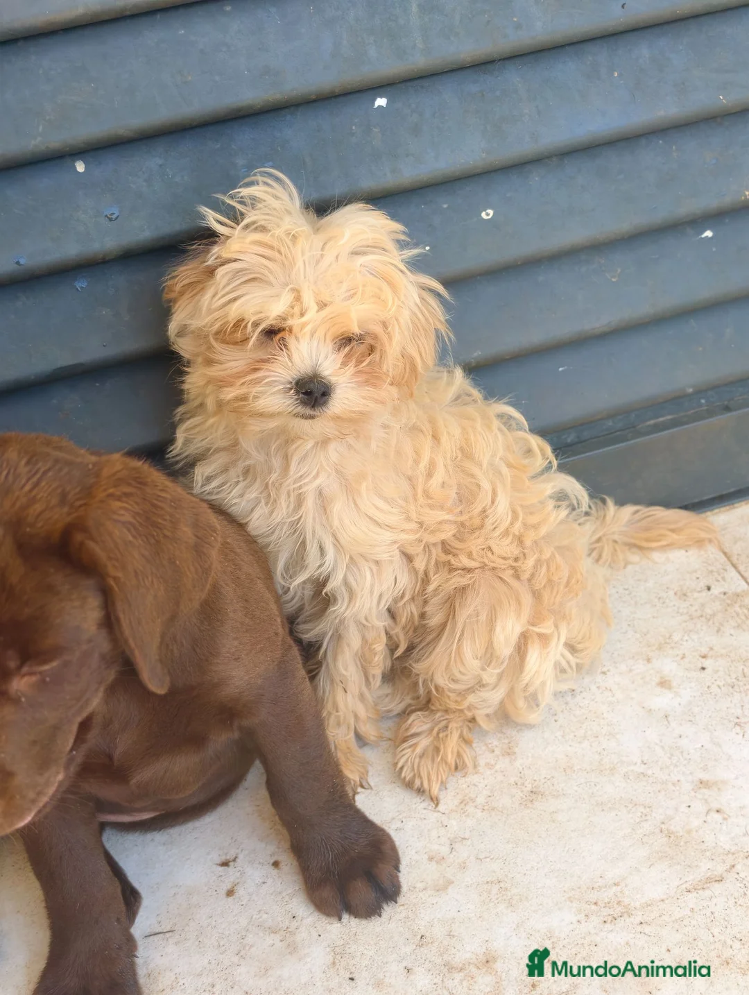 Maltipoo perros en venta: Maltipoo macho koreano - Anuncio 2