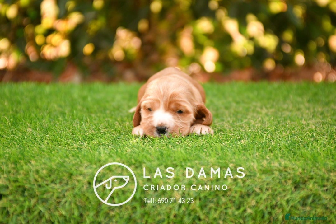 Cocker Spaniel Inglés perros en venta: Cachorros de cocker spaniel inglés disponibles.  - Imagen 3