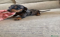 Teckel perros en venta: Disponible hembrita de Teckel kaninchen  - Imagen 2