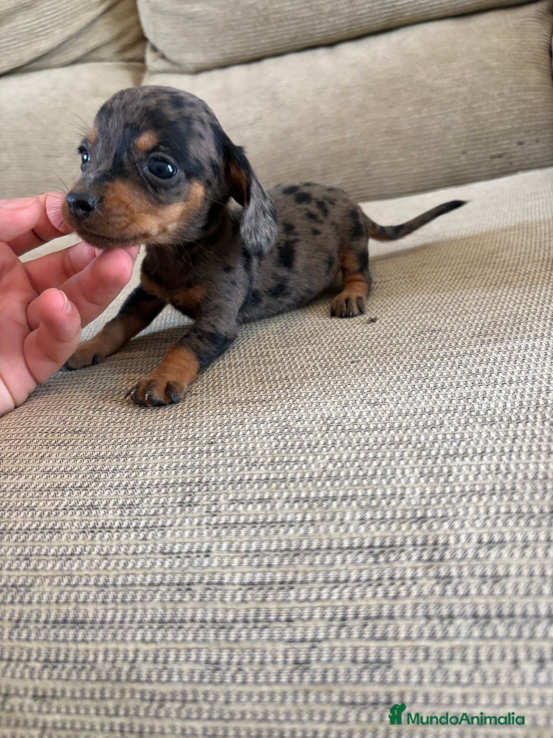 Teckel perros en venta: Disponible hembrita de Teckel kaninchen  - Imagen 2
