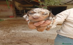 Teckel perros en venta: Teckel mini - Imagen 2