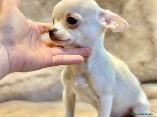 Chihuahua perros CHIHUAHUA MINI TOY - Anuncio 1