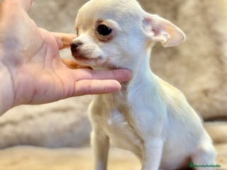 Chihuahua perros CHIHUAHUA MINI TOY - Anuncio 18