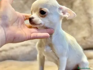 Chihuahua perros CHIHUAHUA MINI TOY - Anuncio 29