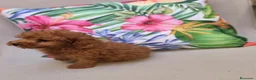 Caniche Toy perros en venta: Caniche toy  - Anuncio 10